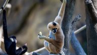 Ženka majmuna zatrudnela iako je živela sama u kavezu: Zoološki vrt rešio misteriju