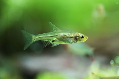 Savbva, južnoazijska ribica Savbva, južnoazijska ribica