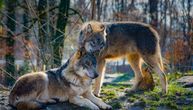 Ah, ta čudna ljubav: 13 životinja sa uvrnutim ritualima udvaranja