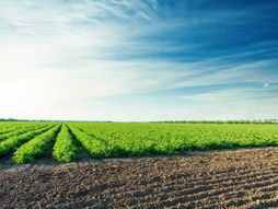 Polje usevi oranje oranice njiva poljoprivreda