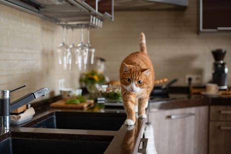 Mačka na kuhinjskom pultu