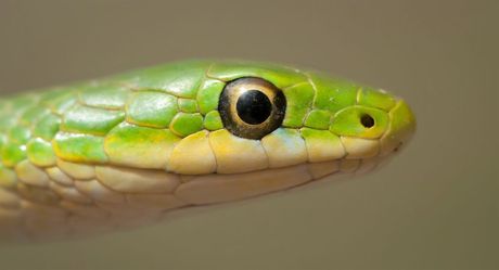 Zelena zmija u terarijumu