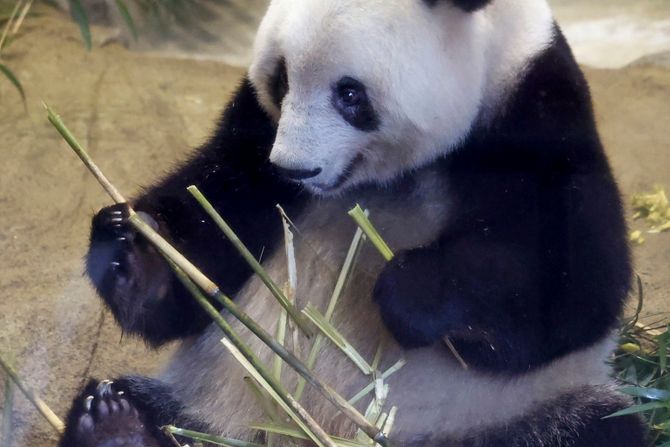 Panda Sjang Sjang, Japan