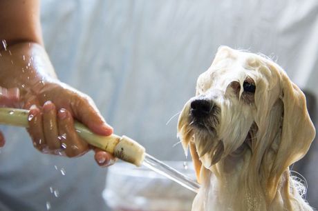 Domaći šampon za pse