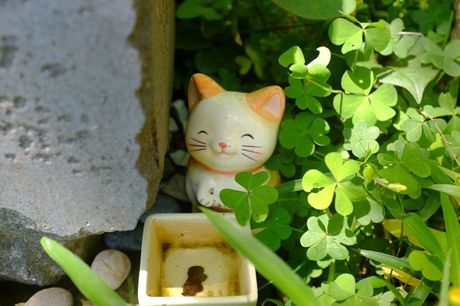 Dan mačaka u Japanu 22. februar