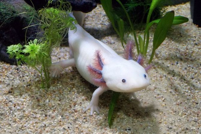 Aksolotl u akvarijumu