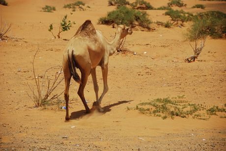 Emirat Ras Al Khaimah, Ujedinjeni Arapski Emirati