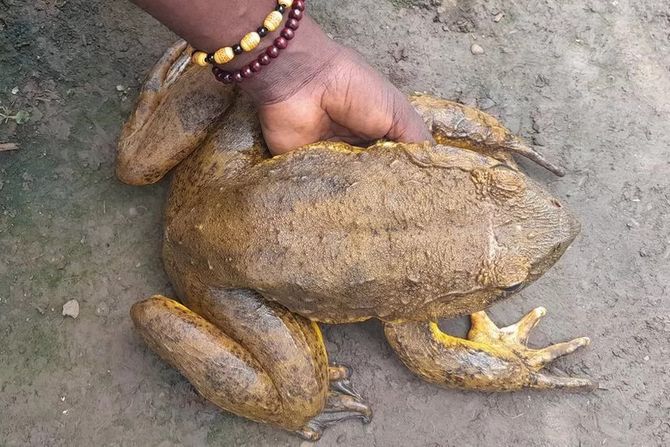 Najveća žaba Najveća žaba