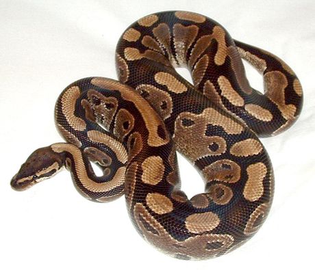 Loptasti piton zmija Ball python Loptasti piton zmija Ball python