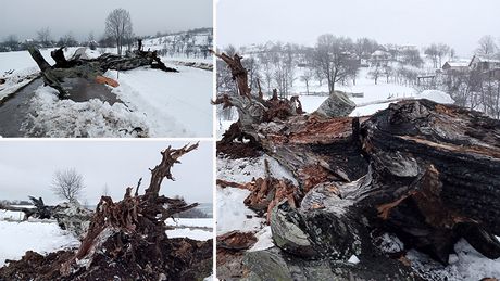 Zapisni Bor Planina Murtenica Selo Negbine