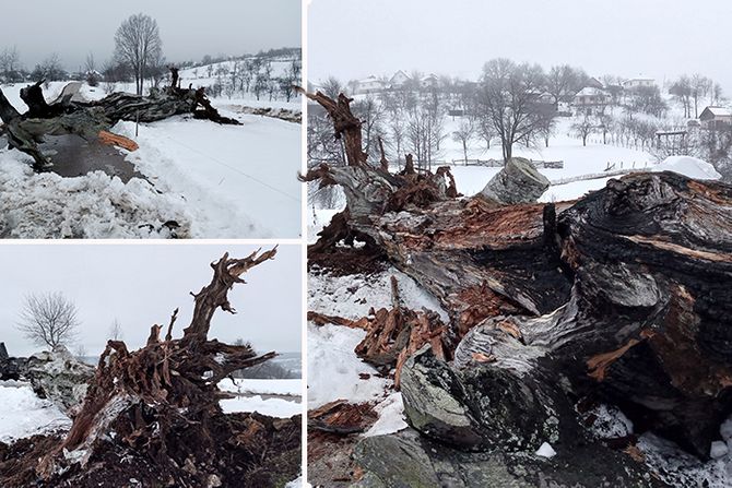 Zapisni Bor Planina Murtenica Selo Negbine