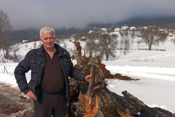 Oboren zapisni bor u Negbini Oboren zapisni bor u Negbini