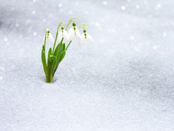 baba marta, proleće, zima, mart mesec, Baba Marta