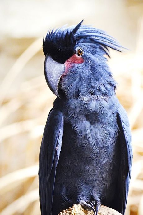 Crni Kakadu Papagaj Ljubimci Telegraf