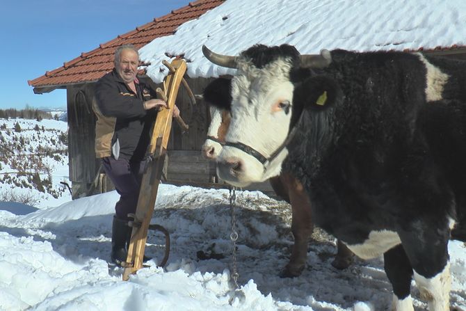 Volovi, Kamena Gora, sneg