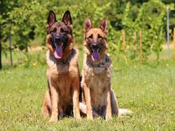 koju je zvijezdu kao klinca ugrizao rotvajler