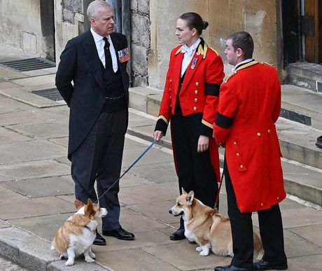 Britanska kraljica pas korgi vojvoda od Jorka