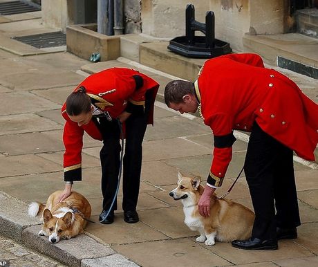 Britanska kraljica pas korgi vojvoda od Jorka