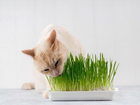 Mačka grickanje trave