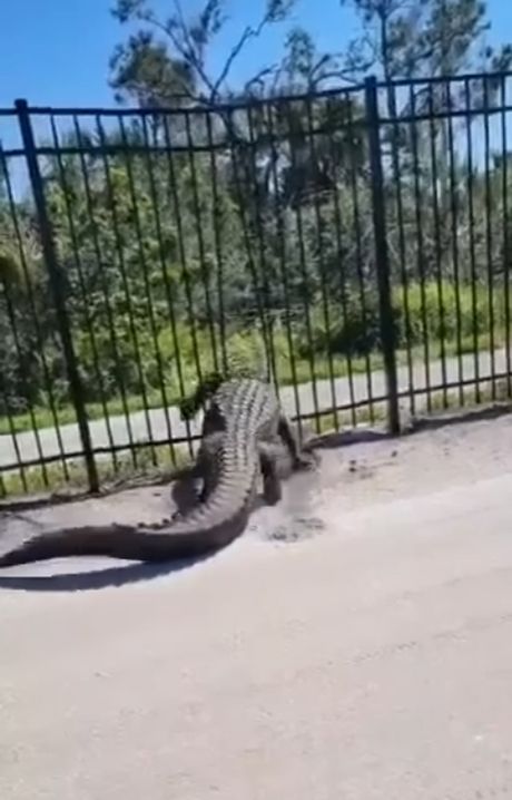 Florida Aligator,  Metal ograda