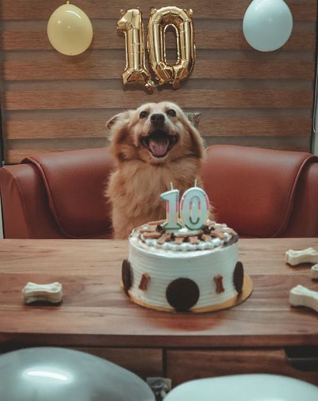 Rođendanski kolač za psa