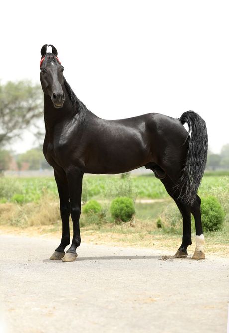 Marvari konj