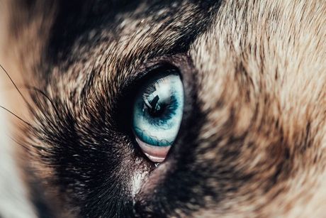 Psi sa plavim očima