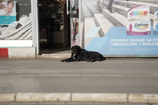 Jakovo, psi