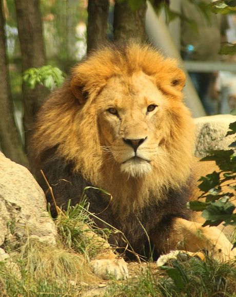 Lav iz zoo vrta prenosilac virusa Lav iz zoo vrta prenosilac virusa