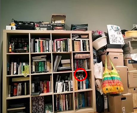 Skrivalica, pronađi mačku