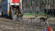 Mufloni i jeleni lopatari stižu u subotičku šumu: Kriza će konačno biti rešena