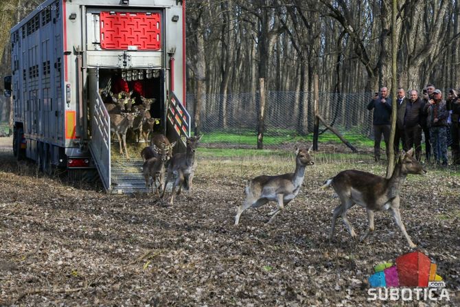 Subotica lovište Subotičke šume muflon jelen lopatar