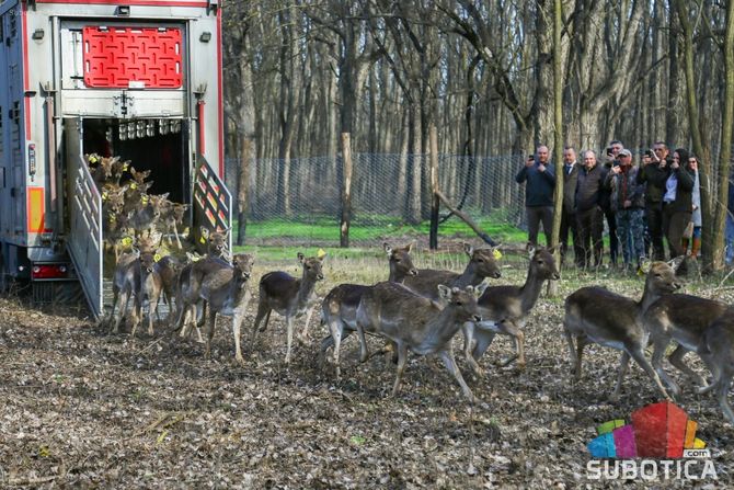 Subotica lovište Subotičke šume muflon jelen lopatar