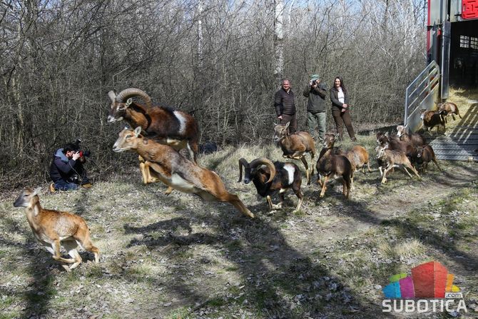 Subotica lovište Subotičke šume muflon jelen lopatar