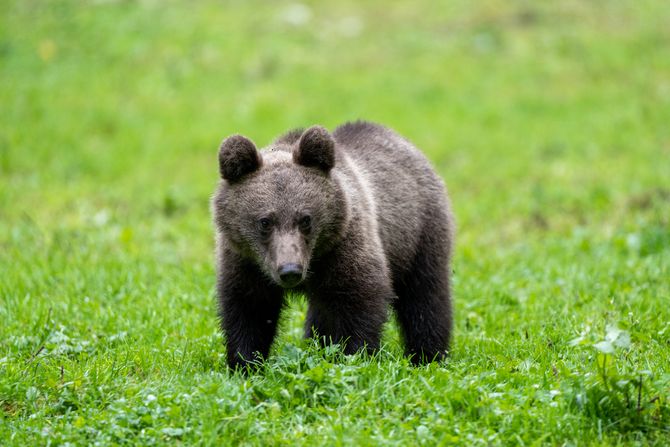 Projekat podrške oporavka populacije mrkog medveda u Zlatibroskom okrugu