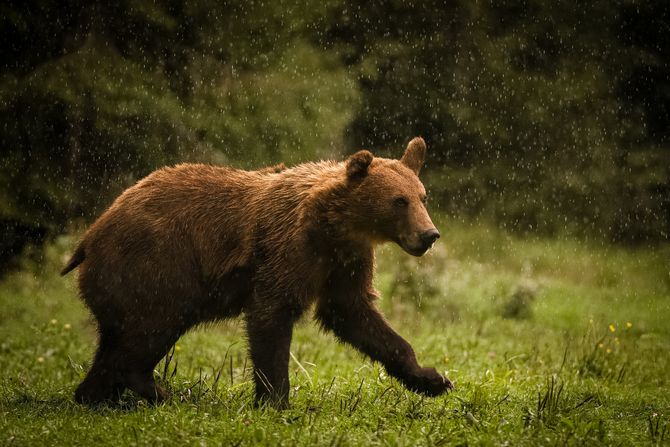 Projekat podrške oporavka populacije mrkog medveda u Zlatibroskom okrugu