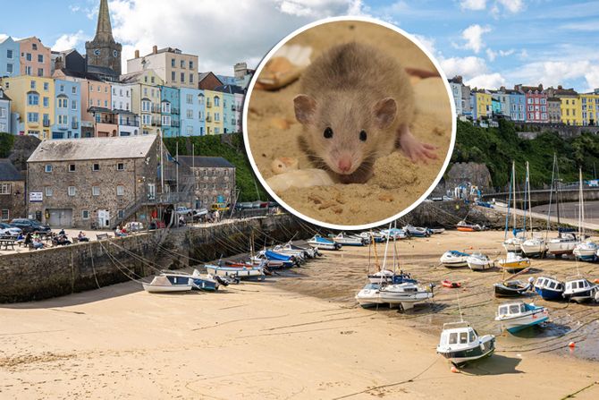 Tenby Velika Britanija pacov Tenby Velika Britanija pacov