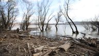 Uginule životinje plutaju Dunavom, meštani se žale da umiru od smrada: "Niko ništa ne skuplja, pomrećemo"