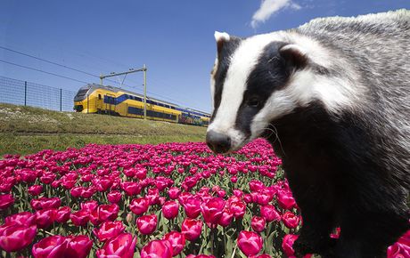 Holandija voz lale cveće jazavac