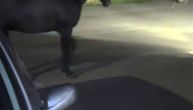 Snimci iz Večnog grada: Usred noći 30 konja pobeglo i krenulo u stampedo rimskim ulicama
