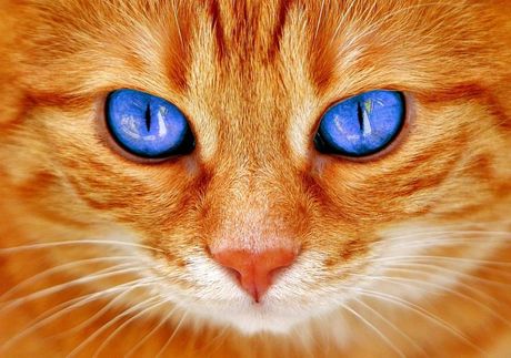 Najređa boja mačijih očiju