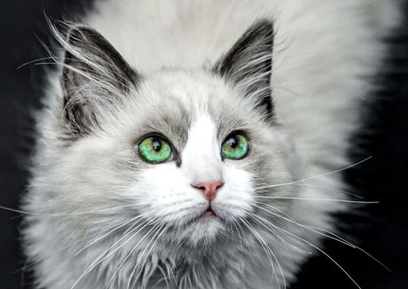 Najređa boja mačijih očiju Najređa boja mačijih očiju