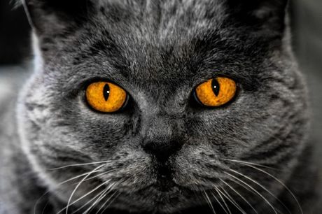 Najređa boja mačijih očiju Najređa boja mačijih očiju