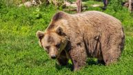 Bear who crossed from Bulgaria roaming near Pirot: Instruction issued for citizens in case they see him