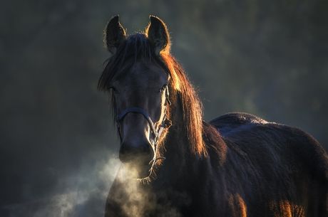 Konj i ispoljavanje stresa