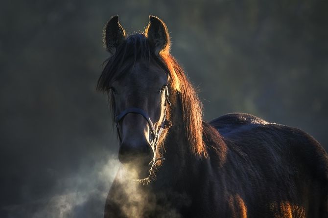 Konj i ispoljavanje stresa