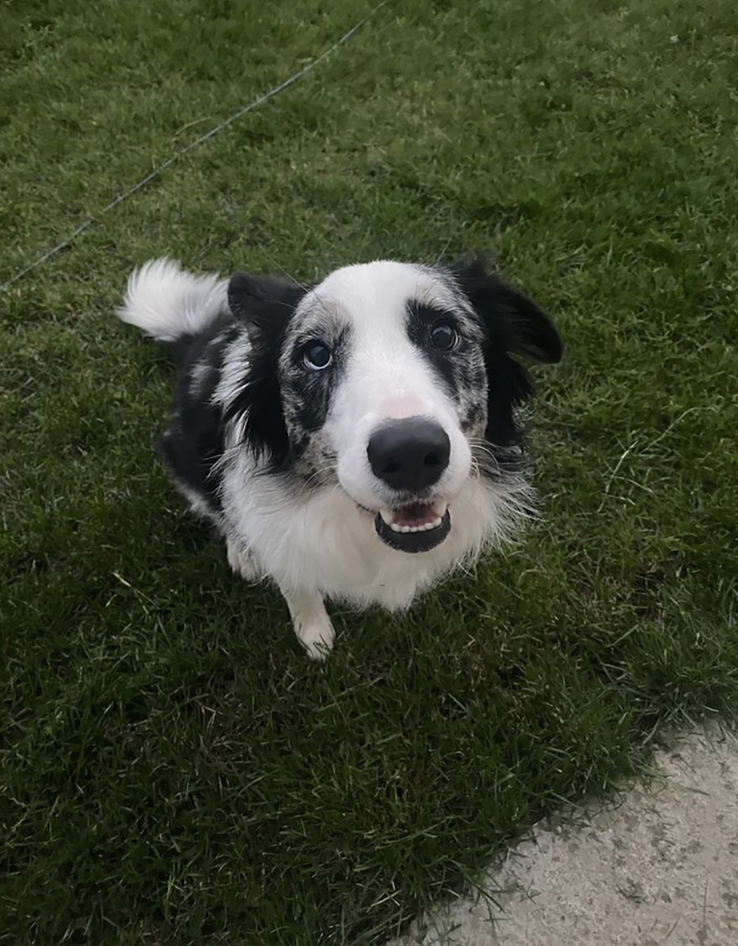 ChatGPT spasao život bolesnom psu rase border koli - Ljubimci Telegraf