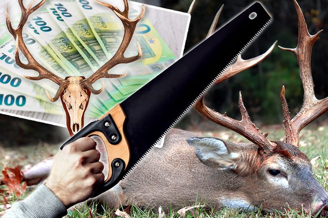 Jelen rogovi lovokradica Jelen rogovi lovokradica