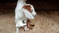 Rođena "pauk" koza sa osam nogu: Jare nazvano Maja i vlasnici ga smatraju čudom