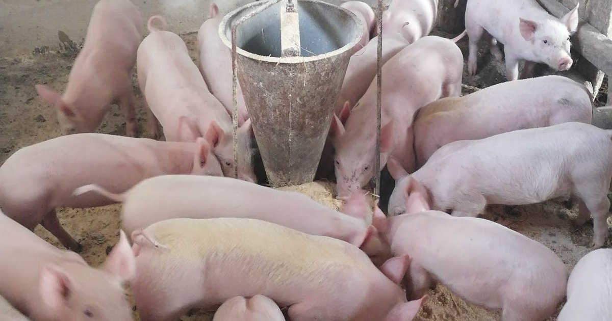 Pig Import for Fattening into Serbia Abolished! Urgent Announcement from the Ministry of Agriculture, Forestry and Water Management